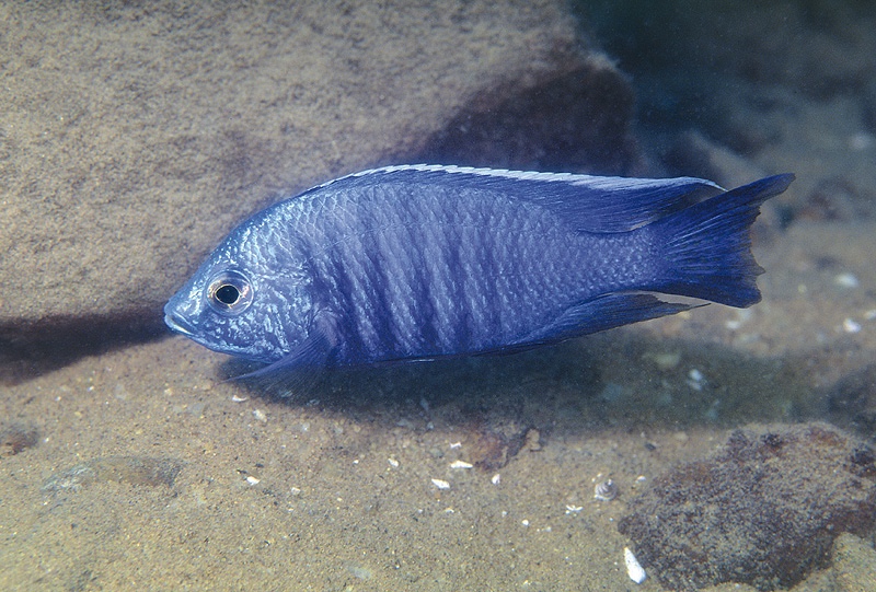Copadichromis azureus 'Mbenji Island'